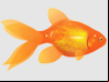 Fishy Sit & Goes at Party